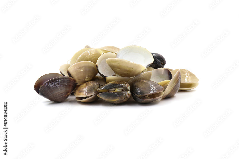 Closed up fresh baby clams, venus shell, shellfish, carpet clams, short necked clams, as raw food from the sea are the seafood ingredients. fresh clams isolated on white background. Closed up fresh baby clams, venus shell, shellfish, carpet clams, short necked clams, as raw food from the sea are the seafood ingredients. fresh clams isolated on white background.