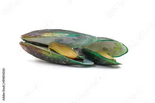 Green Shell mussels isolated on white background, Fresh New Zealand mussels or Perna Canaliculus on White Background © Pisan