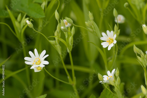 Spring flowers and leaves of Stellaria holostea photo