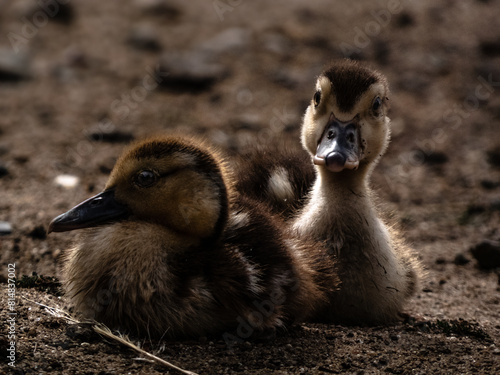 patos bebes