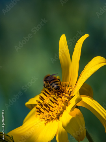 Abejas polinizando 