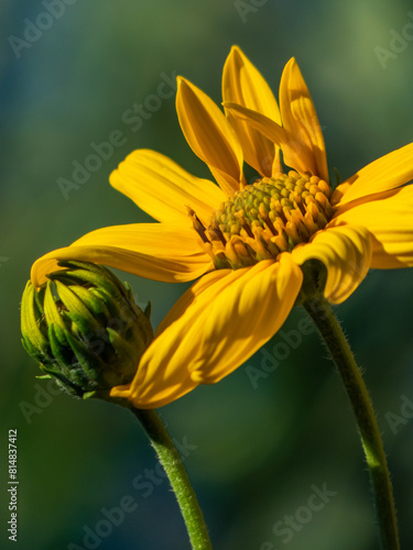 Abejas polinizando 