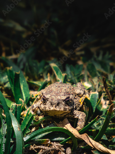 sapo