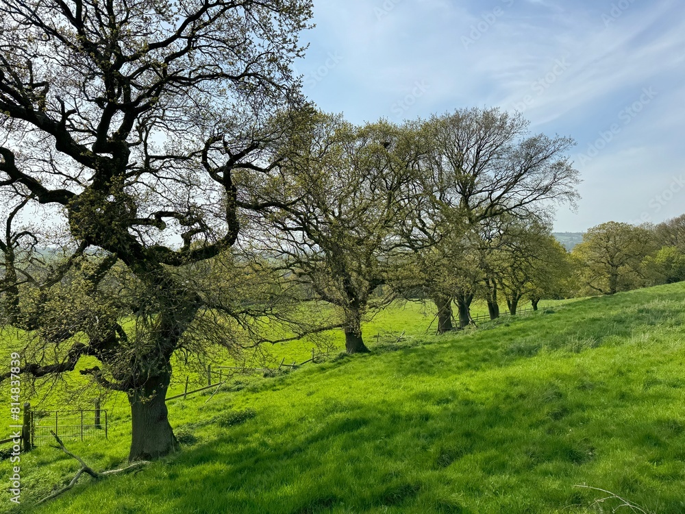 A lush green meadow is dotted with leafy trees under a bright blue sky. Shadows from the trees are cast onto the vibrant green grass, creating a peaceful rural scene near, Wilsden, UK A lush green meadow is dotted with leafy trees under a bright blue sky. Shadows from the trees are cast onto the vibrant green grass, creating a peaceful rural scene near, Wilsden, UK
