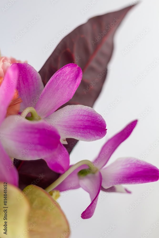 Obraz premium Flower, Plant, Dry flower, Flower pot, white background, still, Beautiful flower