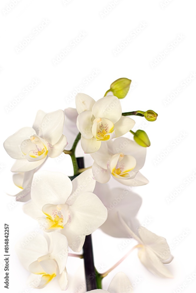Obraz premium Flower, Plant, Dry flower, Flower pot, white background, still, Beautiful flower