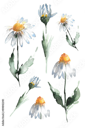 Summer wildflowers. Set of elements of a white field daisy flower with petals and a yellow center on a straight green stem with large leaves and an unopened daisy. Hand drawn watercolor illustration