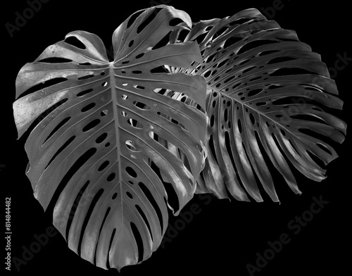 Feuilles géantes de philodendron sur fond noir © Unclesam