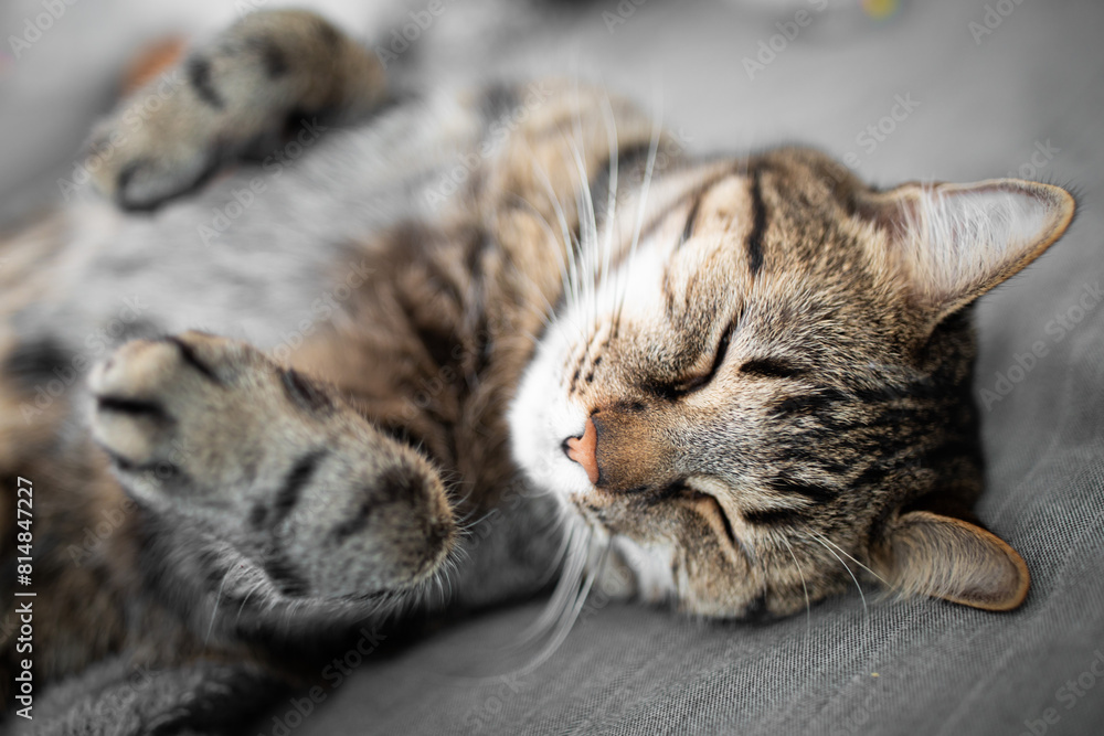 Portrait of little adorable gray cat lying on sofa. Portrait of little adorable gray cat lying on sofa.