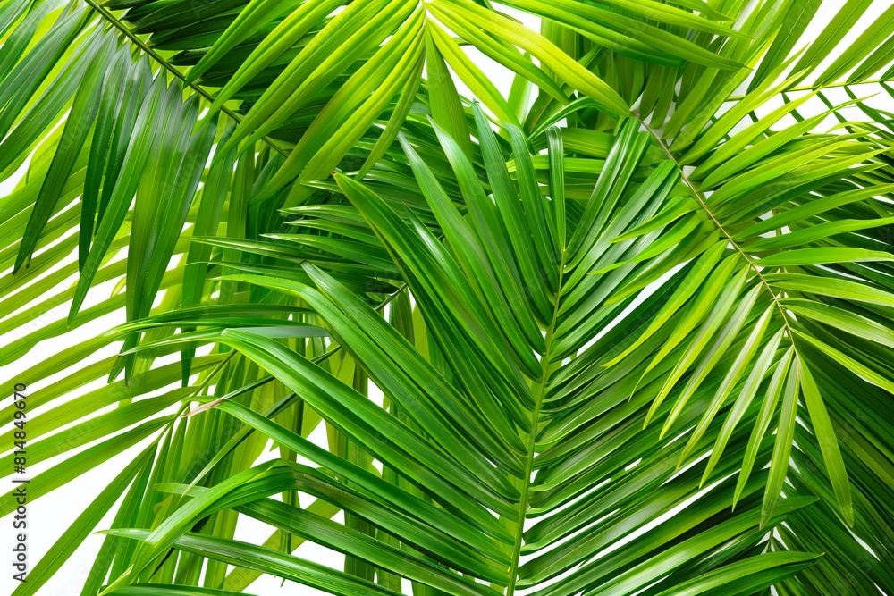 palm branches. backgraund palm branches. backgraund