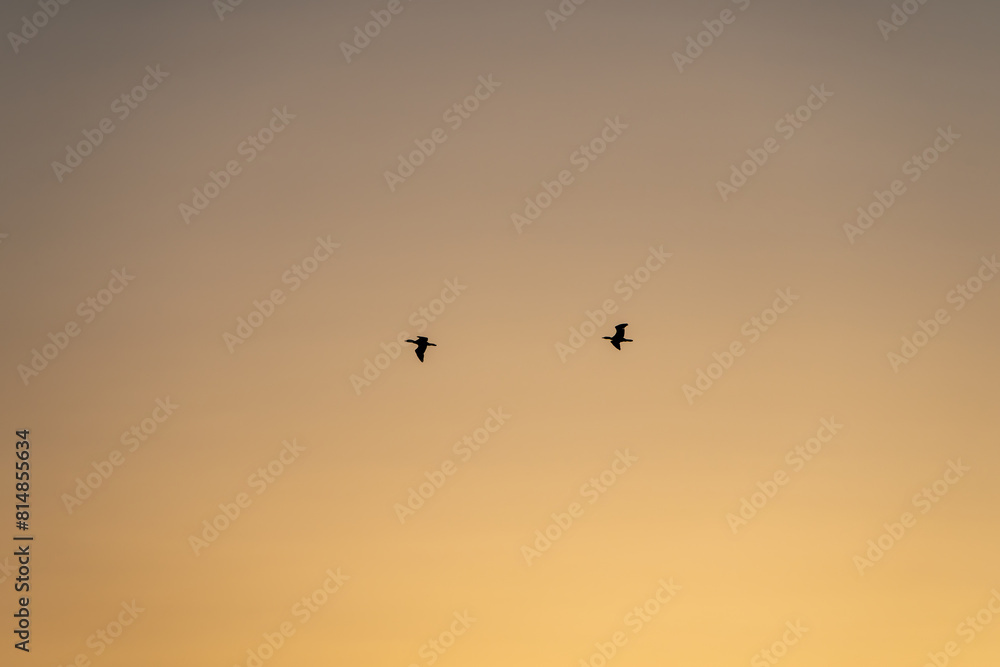 夕焼け空を飛ぶ鳥