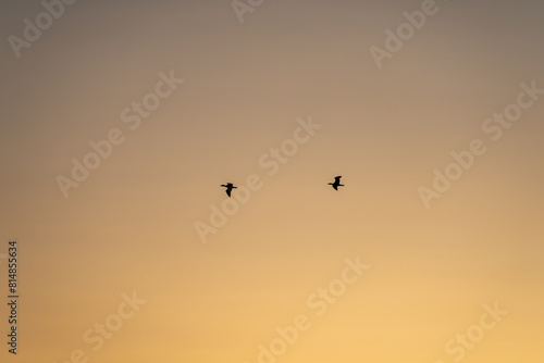 夕焼け空を飛ぶ鳥