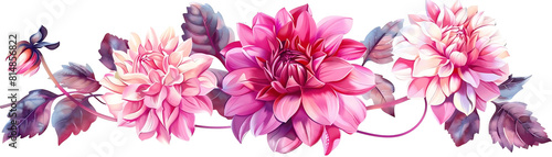 design of dahlia flower on a isolated background