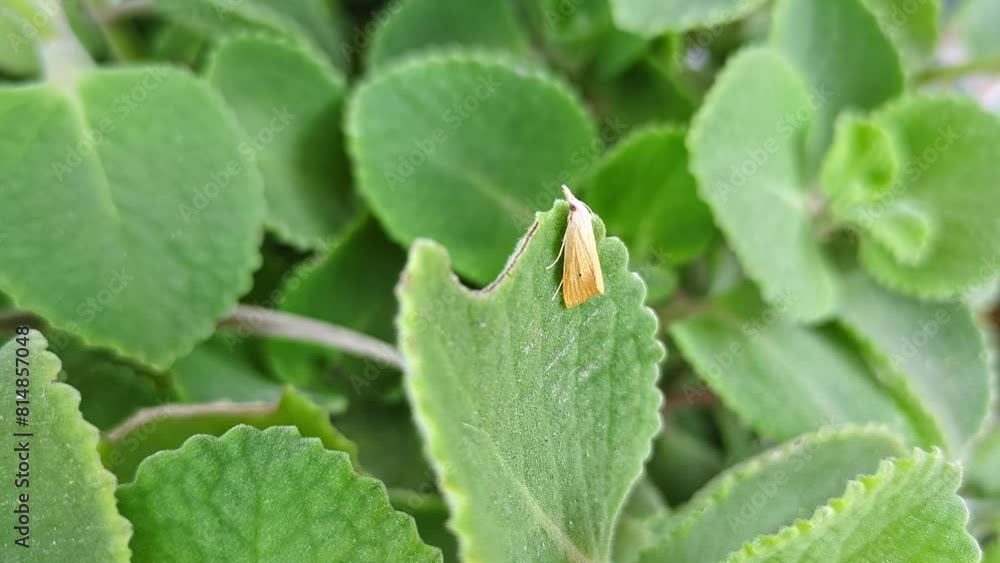 Macro view of Scirpophaga incertulas or rice yellow stem borer perched on ajwain leaf Macro view of Scirpophaga incertulas or rice yellow stem borer perched on ajwain leaf