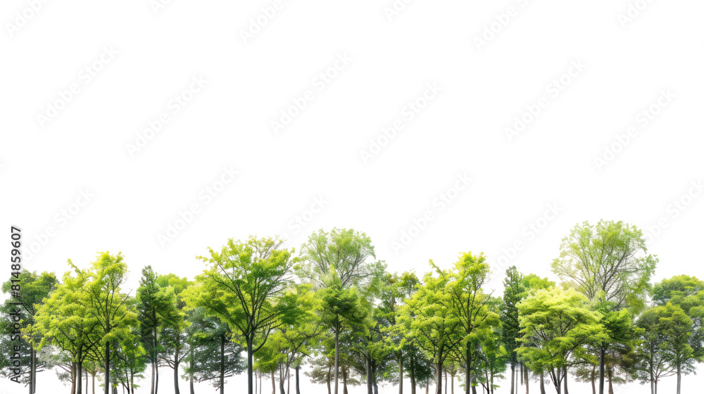 High definition Treeline isolated on transparent and white background.PNG image. High definition Treeline isolated on transparent and white background.PNG image.