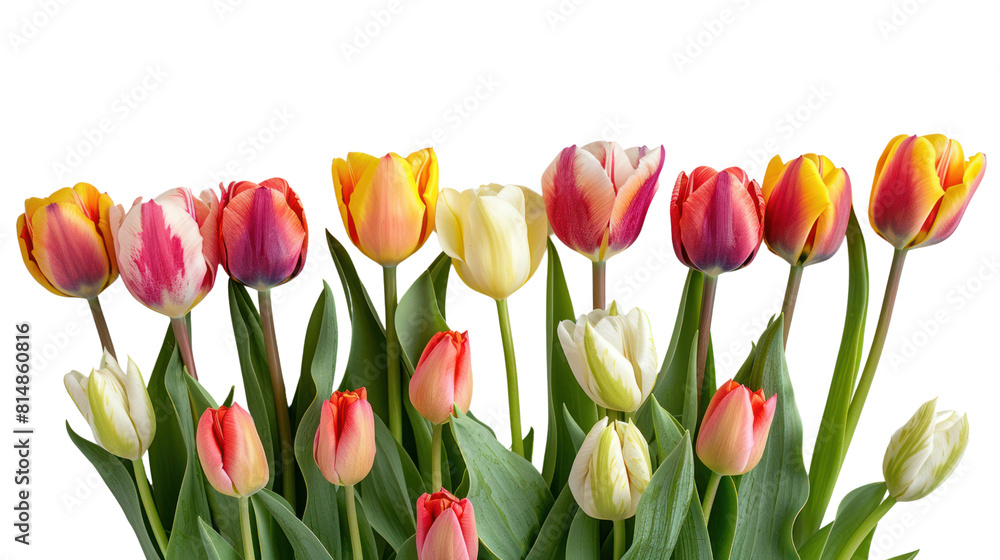 Colorful tulips bunch isolated on transparent and white background.PNG image. Colorful tulips bunch isolated on transparent and white background.PNG image.