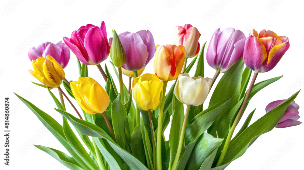 Obraz premium Colorful tulips bunch isolated on transparent and white background.PNG image.