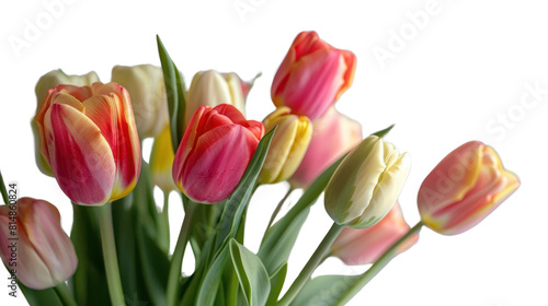 Colorful tulips bunch isolated on transparent and white background.PNG image.