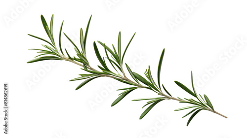 fresh rosemary leaves isolated on transparent and white background.PNG image.