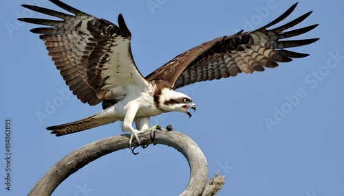 A fierce icon of an osprey with a fish in its talo upscaled_4 photo