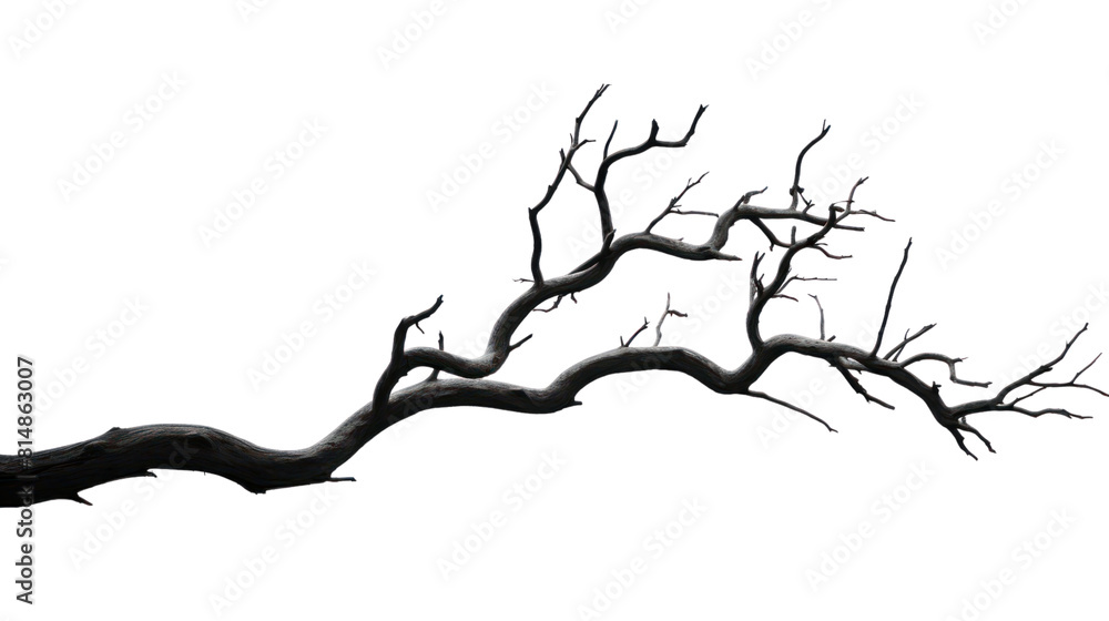 dry branch from a towering dead tree,isolated on transparent and white background.PNG image. dry branch from a towering dead tree,isolated on transparent and white background.PNG image.