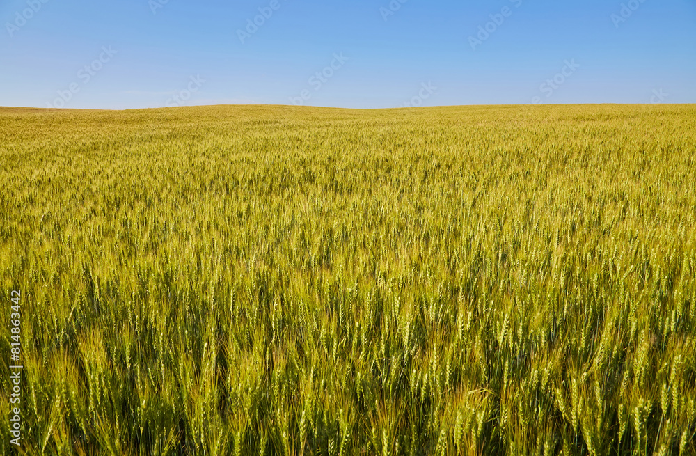 Golden wheat field, forest strip and clear blue sky on a sunny day. Golden wheat field, forest strip and clear blue sky on a sunny day.
