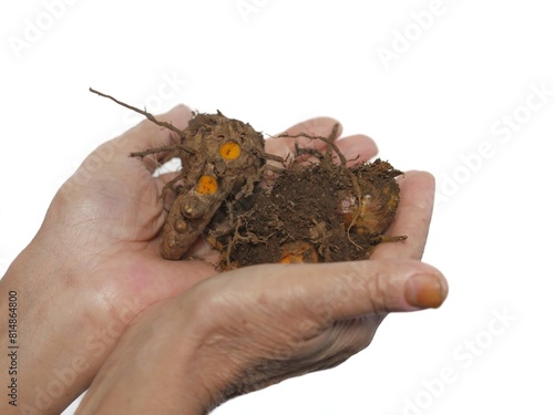 Hands holding turmeric freshly dug from the ground