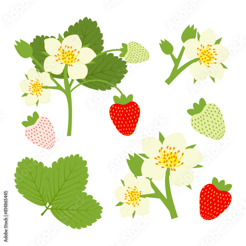Set of ripening blooming strawberries with flowers, branches of unripe and ripe berries. Vector illustration on white background