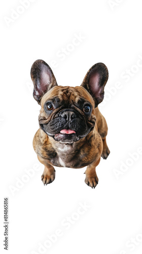 Happy curious dog, French Bulldog © suteeda