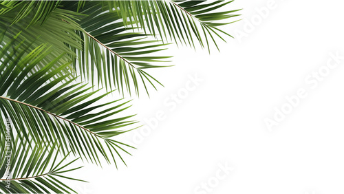 tropical palm leaves isolated on transparent background.