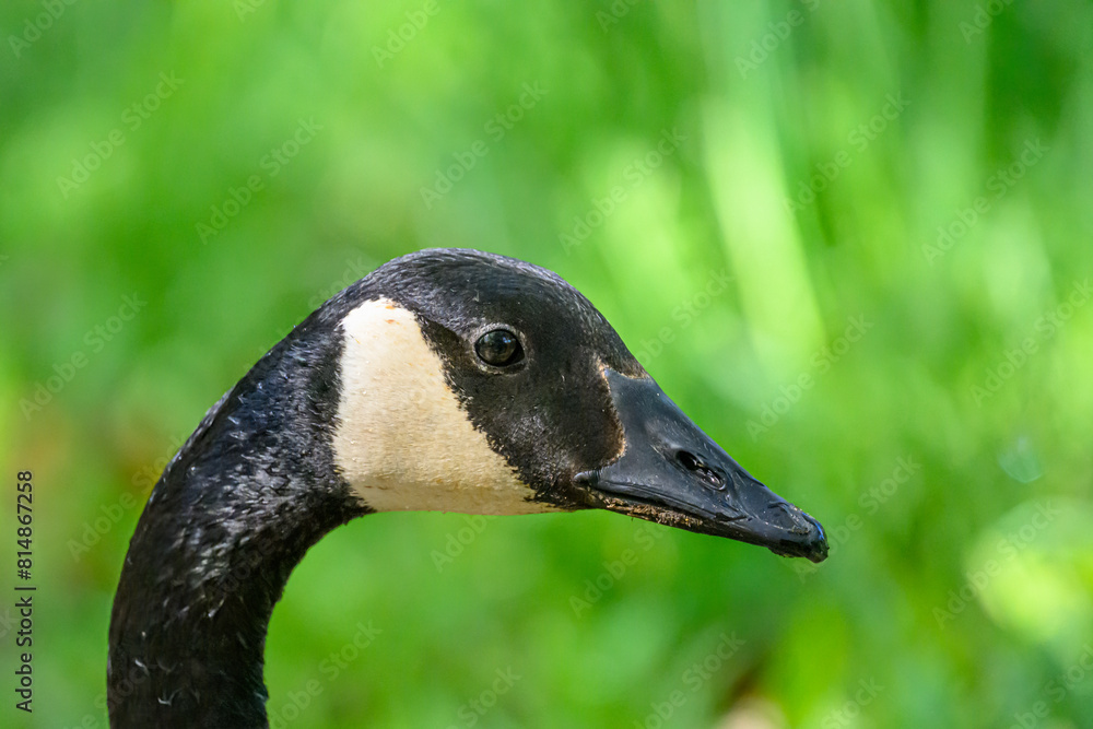 Closeup of the head of a Canada Goose (Branta canadensis) in Michigan, USA. Closeup of the head of a Canada Goose (Branta canadensis) in Michigan, USA.