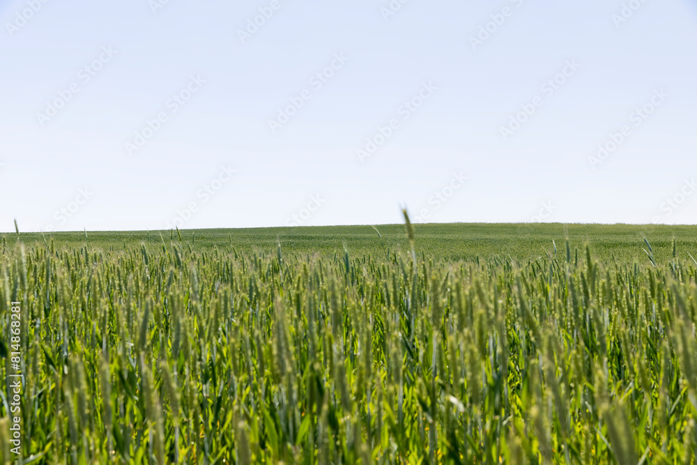 a field with green unripe cereals in summer a field with green unripe cereals in summer