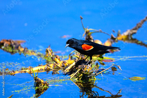 A mail red winged blackbird (Agelaius phoeniceus) standing on floating vegetation in a  pond in Michigan, USA.