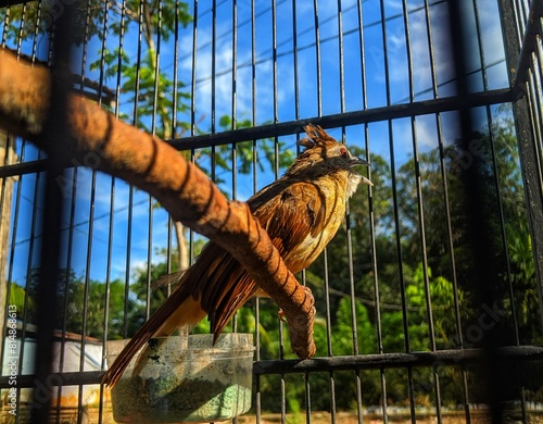 a bearded Empuloh bird locked in a cage photo