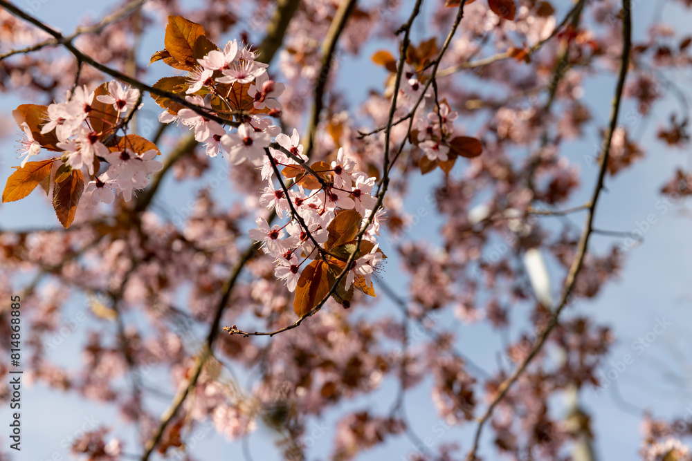 beautiful cherry blossoms during flowering in spring beautiful cherry blossoms during flowering in spring