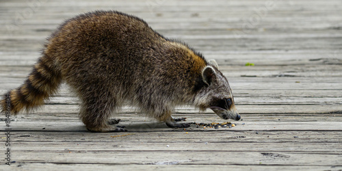 A young Raccoon (Procyon lotor) eating birdseed on a boardwalk in the daytime in Michigan, USA.