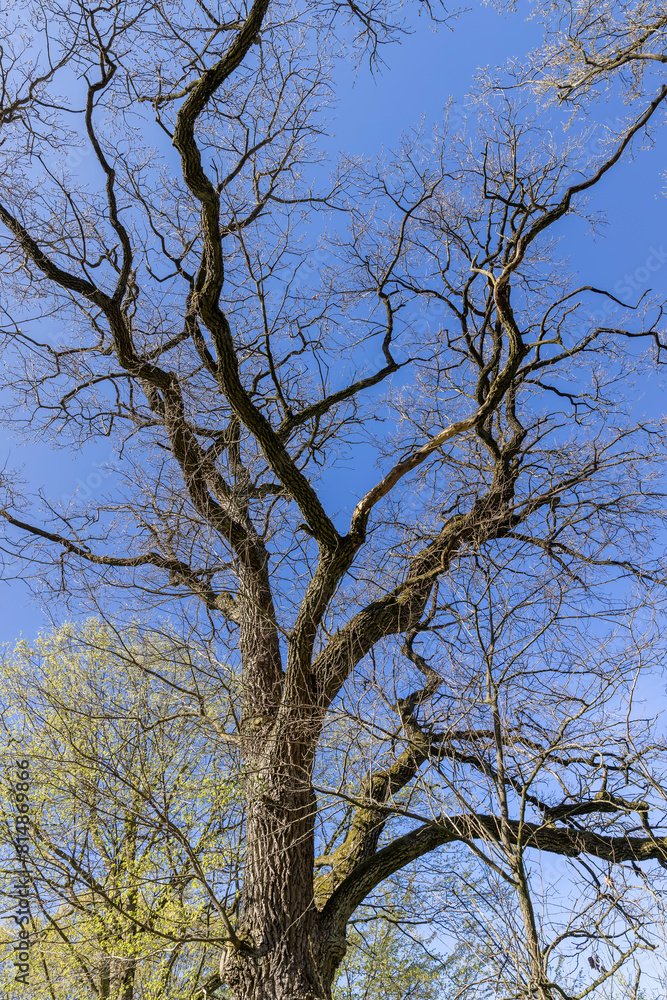 acacia tree in spring without foliage in the park acacia tree in spring without foliage in the park