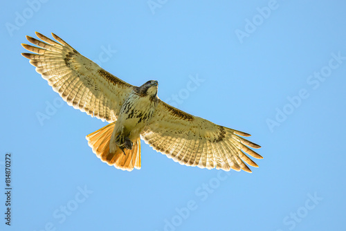Bild auf Leinwand A flying Red-tailed Hawk (Buteo jamaicensis) against a clear blue sky carrying an Eastern Chipmunk (Tamias striatus) in its talons in Michigan, USA