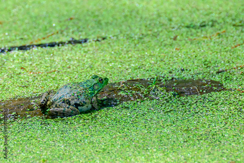 A Green frog (Rana clamitans) and duckweed (Lemna sp.) on the surface of a pond at Kensington Metropark, Michigan, USA.
