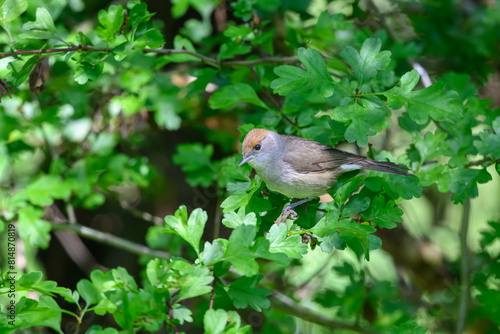 Female Blackcap, Sylvia atricapilla, perched in a tree. photo