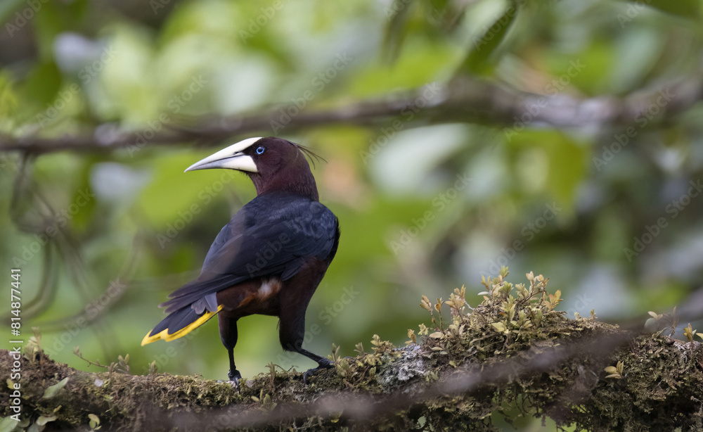 Fototapeta premium Chestnut-headed Oropendola (Psarocolius wagleri)