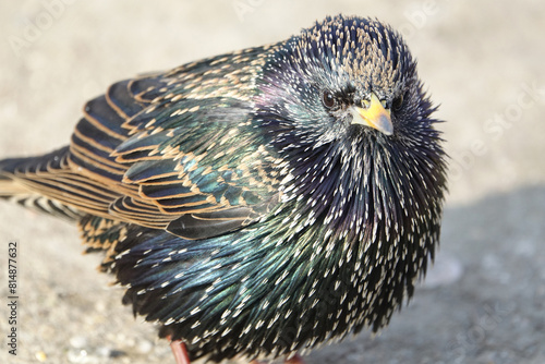 Common Starling (Sturnus vulgaris)