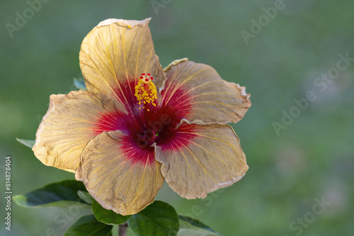 Close up of a Beautiful and vibrant hibiscus flower