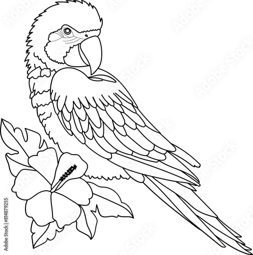 Parrot Bird Doodle