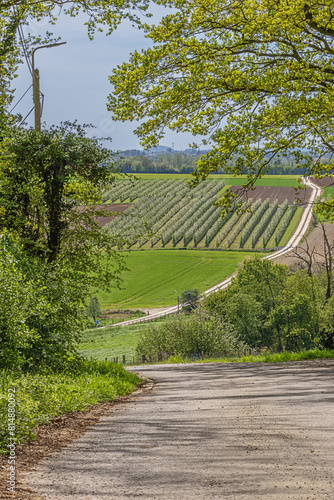 Rolling hill with a pear orchard, near the Liege area, famous for its syrup