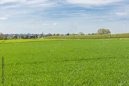 Freshly seeded fields with a pear orchard, near the Liege area, famous for its syrup