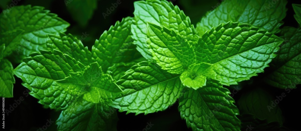 A close up image of a fresh green mint is isolated on a white background providing ample copy space A close up image of a fresh green mint is isolated on a white background providing ample copy space