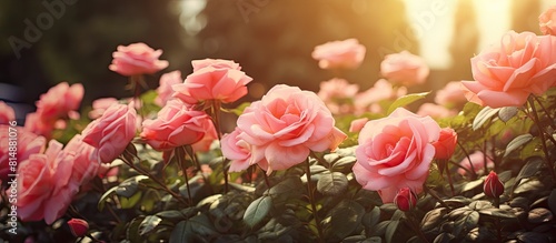 Copy space image of beautiful vintage roses in a natural setting