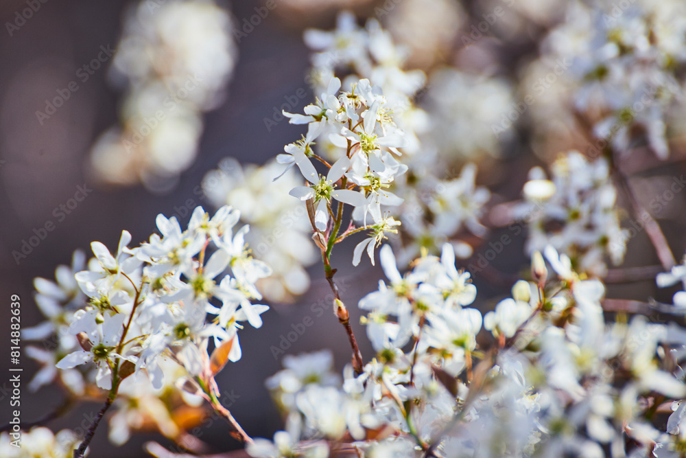 Spring White Blossoms Close-Up with Serene Blurred Background Spring White Blossoms Close-Up with Serene Blurred Background