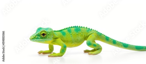A toy lizard designed for children featuring green spots on its body isolated on a white surface for a copy space image